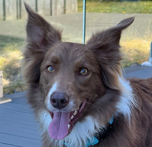 Goose The Fire Dog downloadable colouring book bundle (The Big Fire & Goose goes to fire school colouring book)